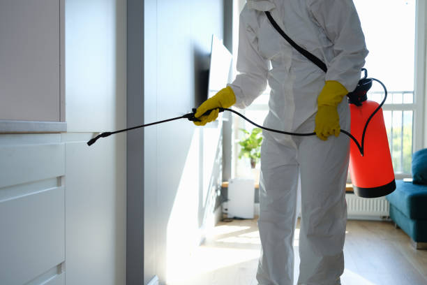 Mold Removal Process in Slatington, PA