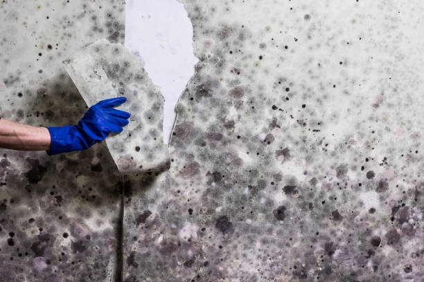 Best Office Mold Removal Services  in Slatington, PA