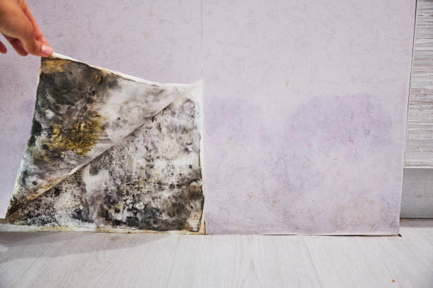 Best Water Damage Restoration  in Slatington, PA
